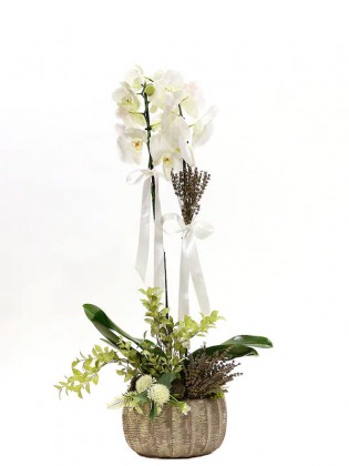 Dekoratif Saksıda Çift Dallı Beyaz Orkide