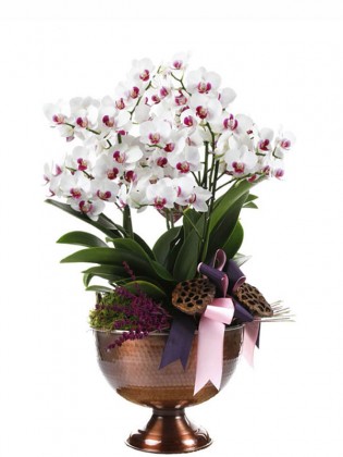 Deluxe White Orchid