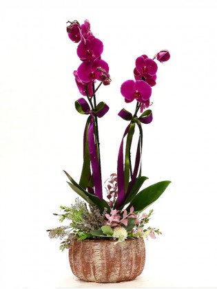 Dekoratif Saksıda Çift Dallı Fuşya Orkide
