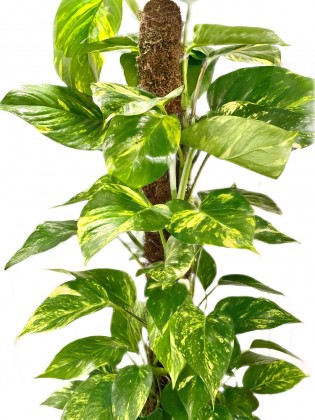 Decor Saksıda Patos İç Mekan Sarmaşığı (Pothos) 80 cm 