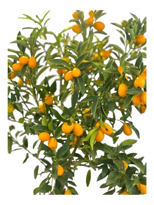 Dante Saksıda Kumkuat Ağacı 