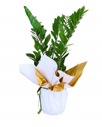 Pure Serenity Zambia &ndash; ZZ Plant