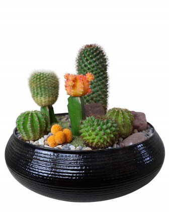 Cactus Harmony Masaüstü Hediyesi